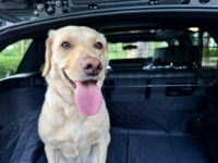 Summit Mesh Headrest Adjustable Dog Guard