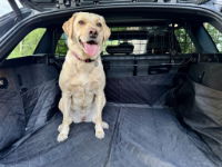 Summit Mesh Headrest Adjustable Dog Guard